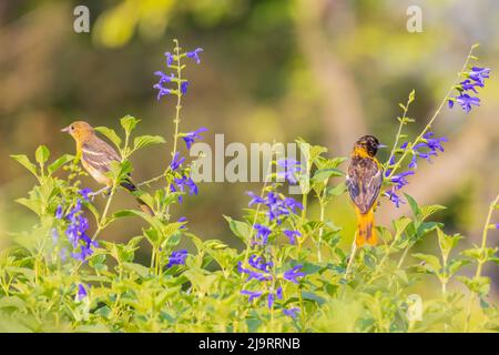 Baltimore oriole femmina e immatura in giardino, Marion County, Illinois. Foto Stock