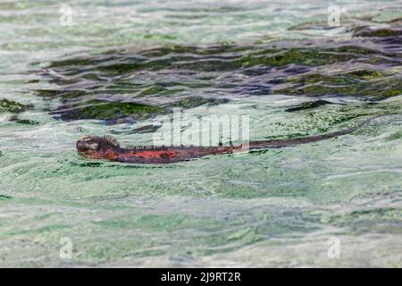 Nuoto marino iguana nell'Oceano Pacifico, Espanola Island, Galapagos Islands, Ecuador. Foto Stock