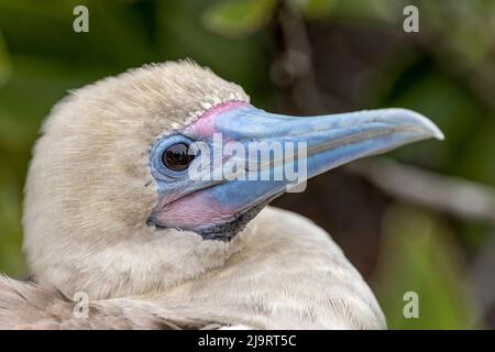 Booby giovanile dai piedi rossi. Isola di Genovesa, Isole Galapagos, Ecuador. Foto Stock