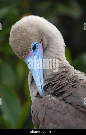 Il booby dai piedi rossi si annida. Isola di Genovesa, Isole Galapagos, Ecuador. Foto Stock