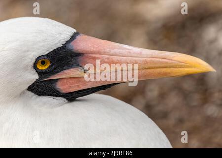 Primo piano del booby di Nazca. Isola di Genovesa, Isole Galapagos, Ecuador. Foto Stock