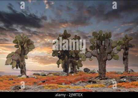 Tappeto erbaccia con Opuntia Prickly pera cactus al tramonto, South Plaza Island, Galapagos Islands, Ecuador. Foto Stock