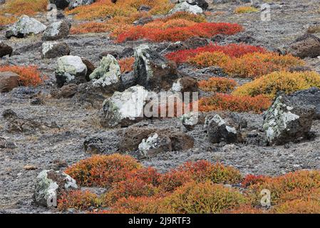 Tappeti erbosi South Plaza Island, Isole Galapagos, Ecuador. Foto Stock