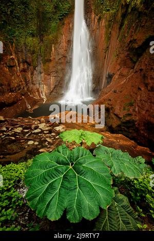 Cascata Catarata del Toro, sulle montagne di Bajos del Toro Amarillo, Sarchi, Costa Rica Foto Stock