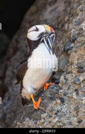 Puledro cornuto con ago di pesce in becco, Bird Island, Lake Clark National Park and Preserve, Alaska Foto Stock