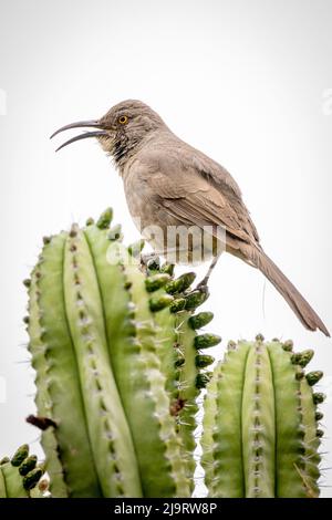 USA, Arizona, Catalina. Adulto maschio curvo-becco thrasher uccello chiamata. Foto Stock