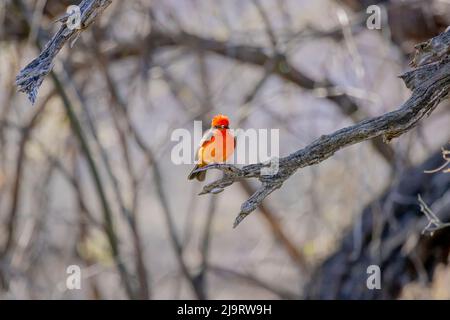 USA, Arizona, Catalina. Flycatcher vermilion maschio adulto su arto. Foto Stock