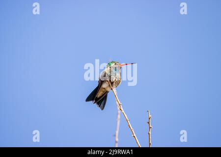 USA, Arizona, Catalina. Colibrì maschio adulto a bordo largo. Foto Stock