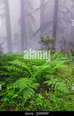 Felci e foresta di sequoie di nebbia, Redwood National Park, albero, sequoie. Foto Stock
