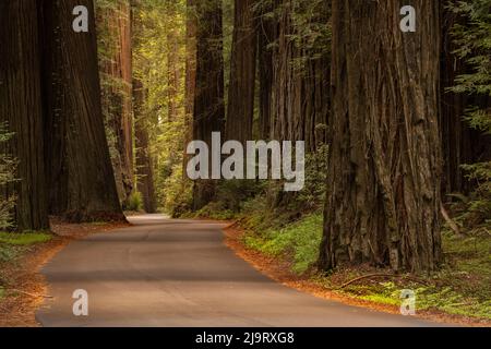 USA, California, Humboldt Redwoods state Park. Strada attraverso il parco Redwoods. Foto Stock