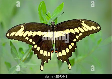 USA, California, museo di storia naturale di Santa Barbara. Farfalla captive gigante di coda di rondine su fusto di pianta. Foto Stock