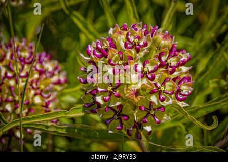 USA, Colorado, la Junta. Antelope corna fiore primo piano. Foto Stock