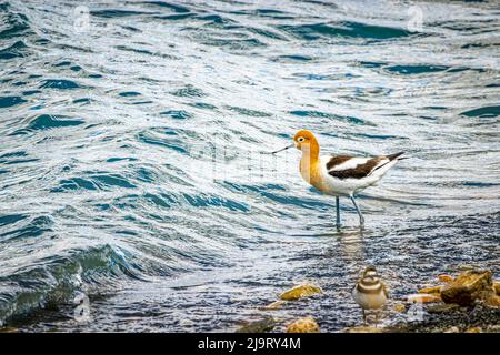 USA, Colorado, ft. Collins. Avocetto americano adulto in acqua. Foto Stock