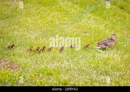 USA, Colorado, ft. Collins. Femmina di mallardo adulto con anatroccoli. Foto Stock