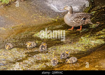 USA, Colorado, ft. Collins. Femmina di mallardo adulto con anatroccoli. Foto Stock