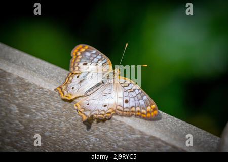 USA, Colorado, Fort Collins. Primo piano con farfalla bianca di pavone. Foto Stock