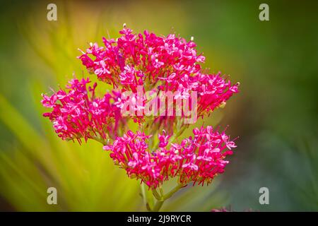 USA, Colorado, Fort Collins. Rosa kalanchoe fiori primo piano. Foto Stock