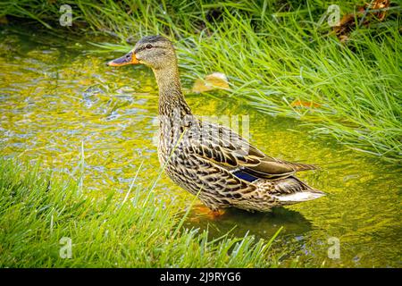 USA, Colorado, Fort Collins. Anatra mallardo femminile si alza in ruscello. Foto Stock