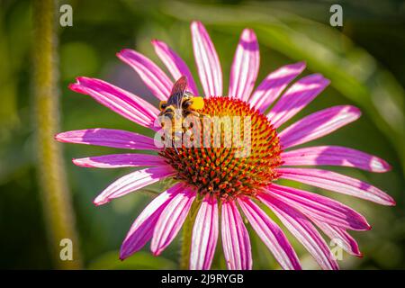 USA, Colorado, Fort Collins. Ape di miele su fiore di echinacea. Foto Stock