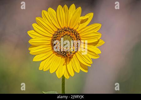 USA, Colorado, Fort Collins. Ape bumble con cintura arancione sul girasole. Foto Stock