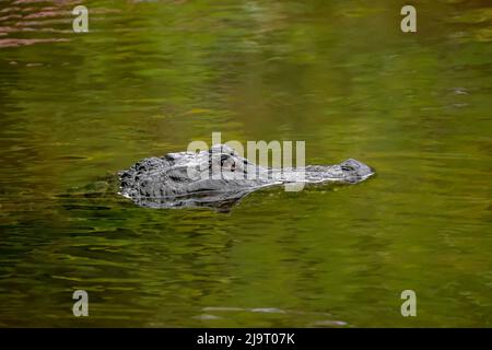 Alligatore americano, Merritt Island National Wildlife Refuge, Florida Foto Stock