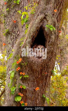 USA, Georgia, Savannah. Gufo e bambino a nido in quercia con tromba vite fioritura. Foto Stock