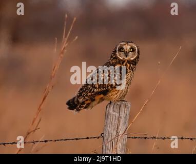Gufo con orecchie corte che poggia sul palo di recinzione Foto Stock