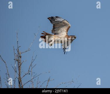 Falco dalla coda rossa in volo Foto Stock