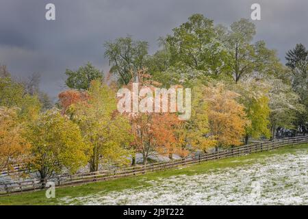 Neve leggera sugli alberi all'inizio della primavera, Louisville, Kentucky Foto Stock