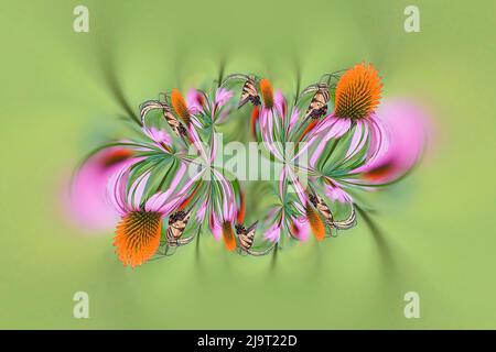 Tiger Swallowtail farfalla su viola coneflower, Kentucky Foto Stock