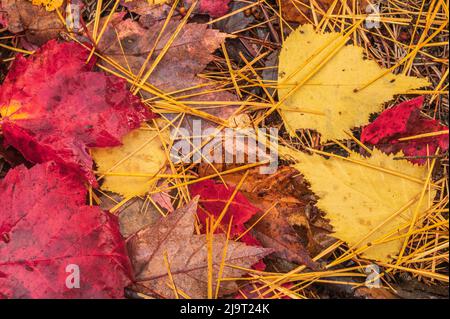USA, Maine, Parco Nazionale di Acadia. Foglie di acero e aghi di pino sul pavimento della foresta. Foto Stock