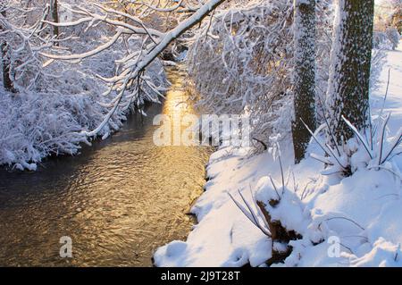 Il torrente del Michigan con alberi innevati Foto Stock