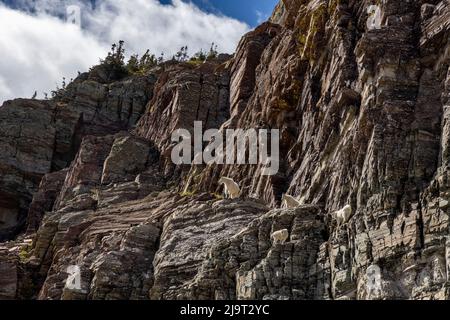 Capre di montagna sulle scogliere a Swiftcurrent Pass nel Glacier National Park, Montana, USA Foto Stock