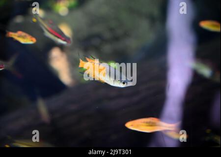 Piccoli pesci che nuotano nell'Acquario Fish Tank Foto Stock