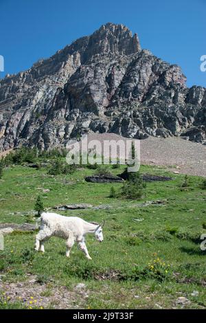 Mountain Goat e Heavy Runner Mountain, Glacier National Park, Montana, USA Foto Stock