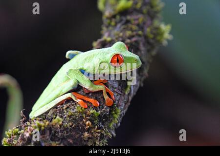 Rana verde, Costa Rica Foto Stock