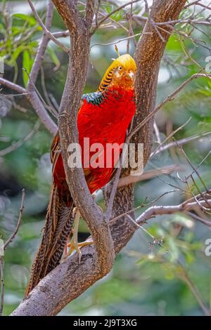 USA, New Mexico, Alamogordo, Alameda Park Zoo. Fagiano maschio d'oro in albero. Foto Stock