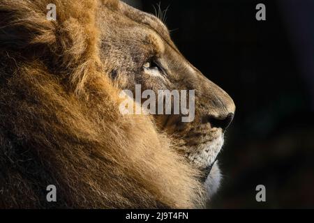 Leone maschio grande adulto, zoo di Cincinnati (solo per uso editoriale) Foto Stock