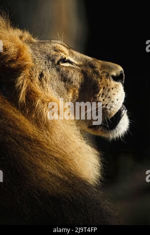 Leone maschio grande adulto, zoo di Cincinnati (solo per uso editoriale) Foto Stock