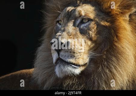 Leone maschio grande adulto, zoo di Cincinnati (solo per uso editoriale) Foto Stock