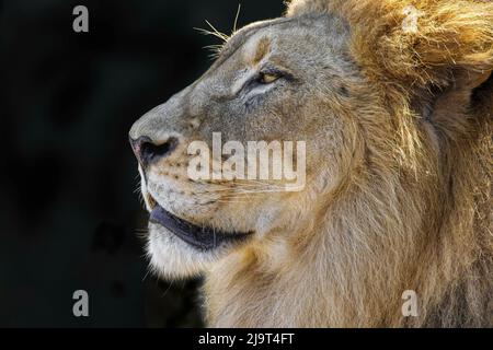 Leone maschio grande adulto, zoo di Cincinnati (solo per uso editoriale) Foto Stock