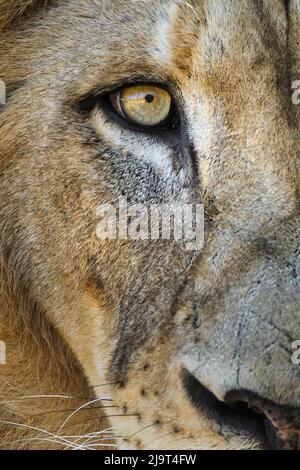 Primo piano del leone maschio grande adulto, zoo di Cincinnati (solo per uso editoriale) Foto Stock