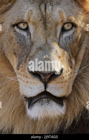 Leone maschio grande adulto, zoo di Cincinnati (solo per uso editoriale) Foto Stock