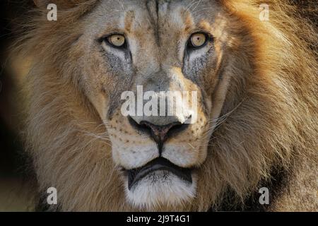 Leone maschio grande adulto, zoo di Cincinnati (solo per uso editoriale) Foto Stock