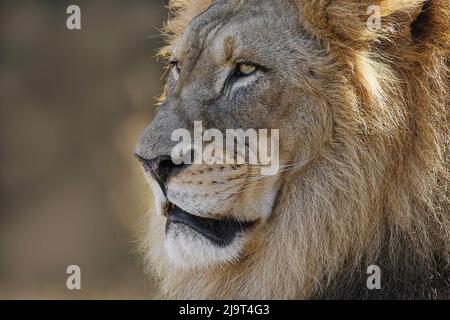 Leone maschio grande adulto, zoo di Cincinnati (solo per uso editoriale) Foto Stock