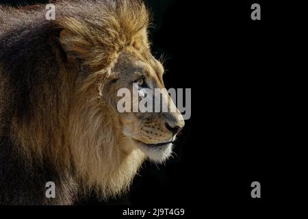 Leone maschio grande adulto, zoo di Cincinnati (solo per uso editoriale) Foto Stock