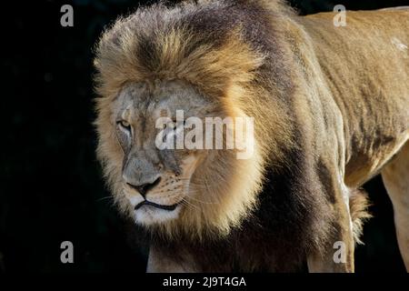 Leone maschio grande adulto, zoo di Cincinnati (solo per uso editoriale) Foto Stock