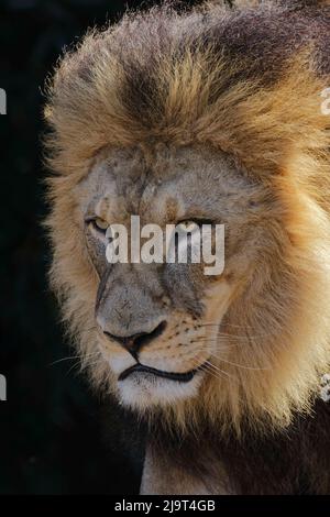 Leone maschio grande adulto, zoo di Cincinnati (solo per uso editoriale) Foto Stock