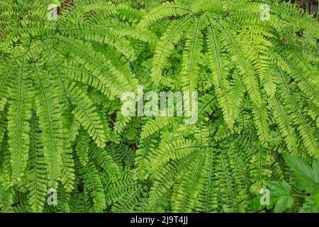 Felci da maidenhair occidentali, Columbia River Gorge National Scenic Area, Oregon Foto Stock