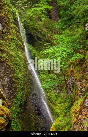 Sezione superiore delle cascate di Wahclella, Columbia River Gorge National Scenic Area, Oregon Foto Stock